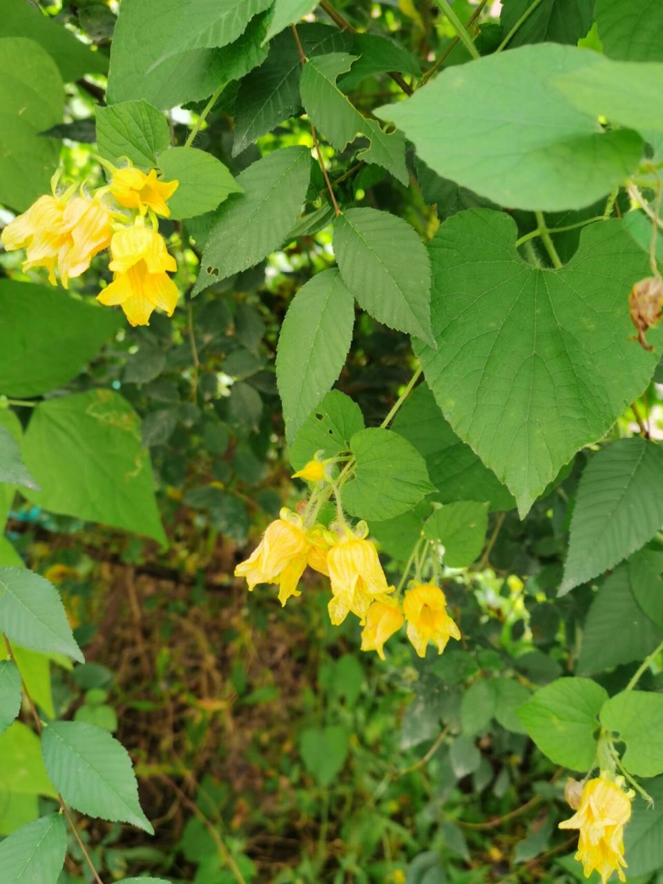 赤爮(气包),葫芦科赤爮属多年生草质藤本 果实和块根可以吃,也可以做