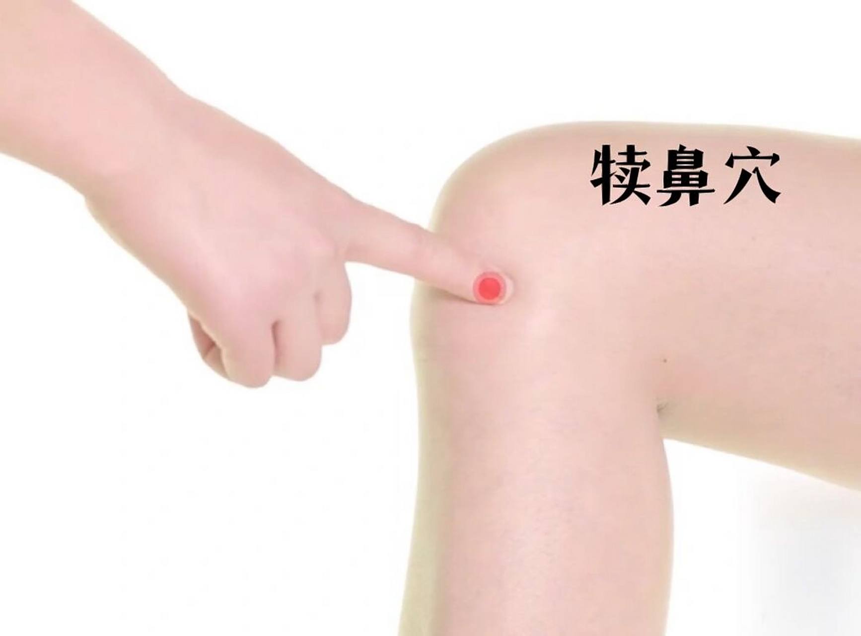 一天记一个穴位—犊鼻穴 犊鼻穴,又名外膝眼,属足阳明胃经.