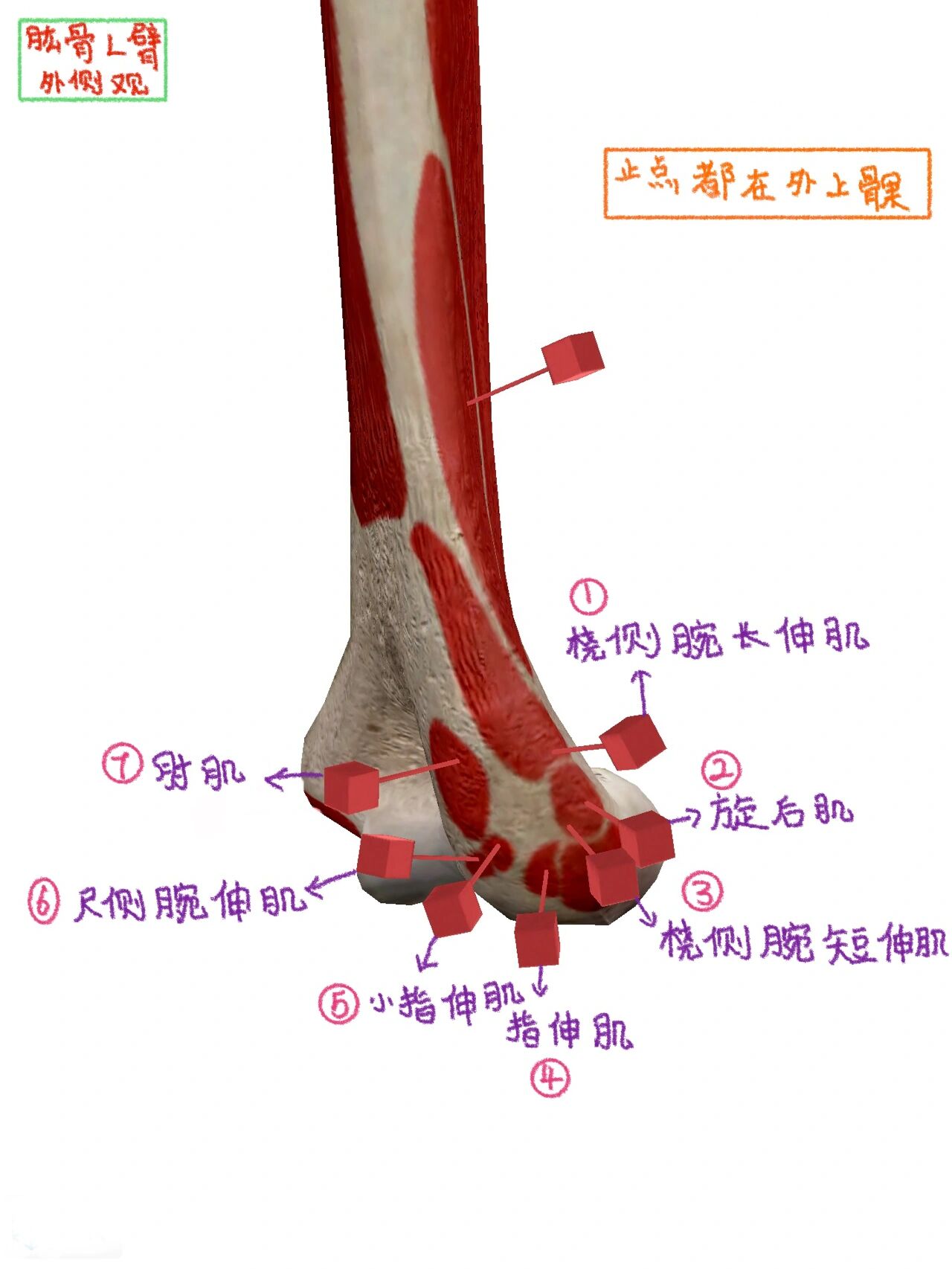 肱骨肌肉图片