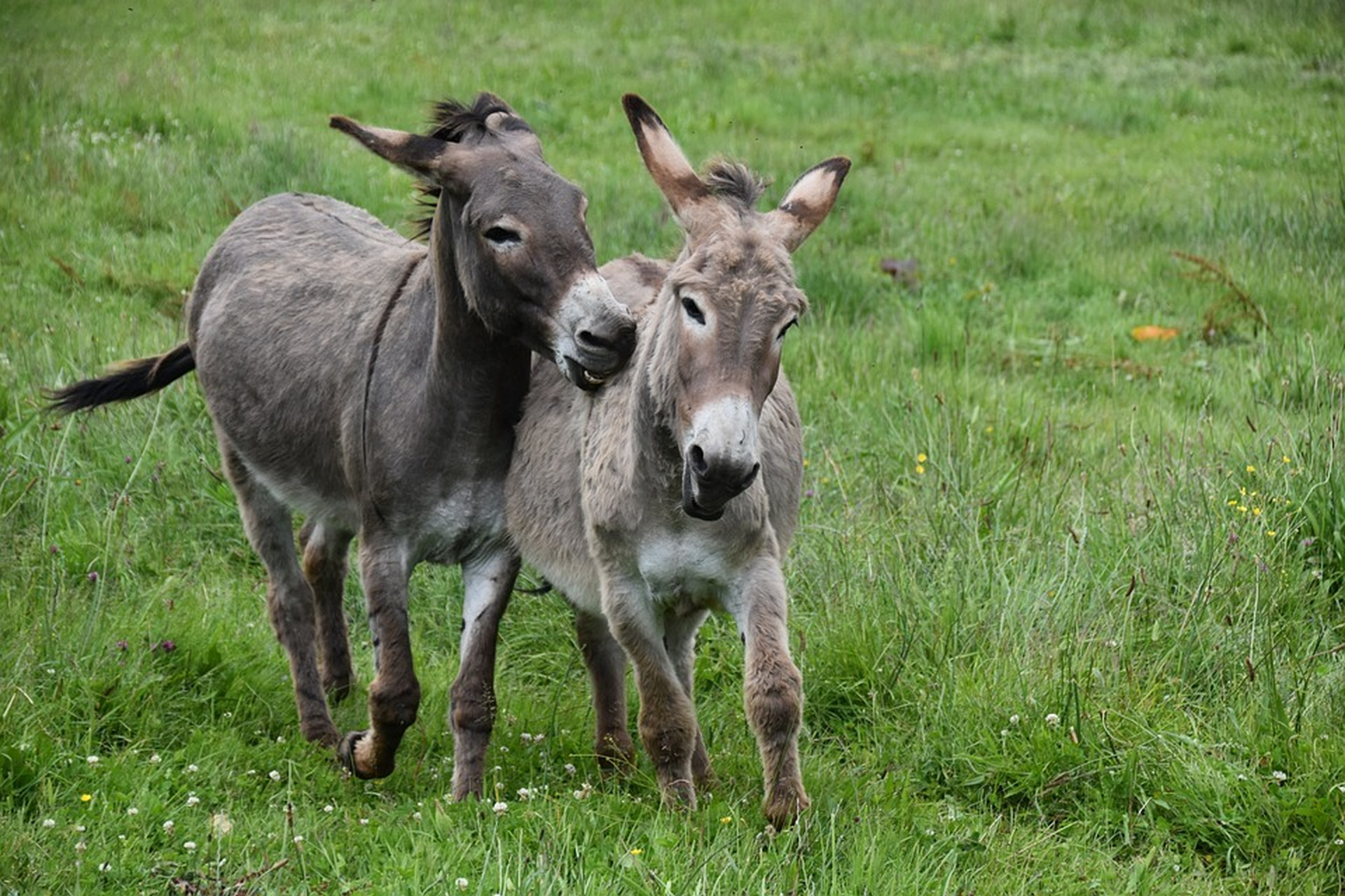 可爱的小毛驴,耳朵尖尖,样子萌萌.#动物趣图