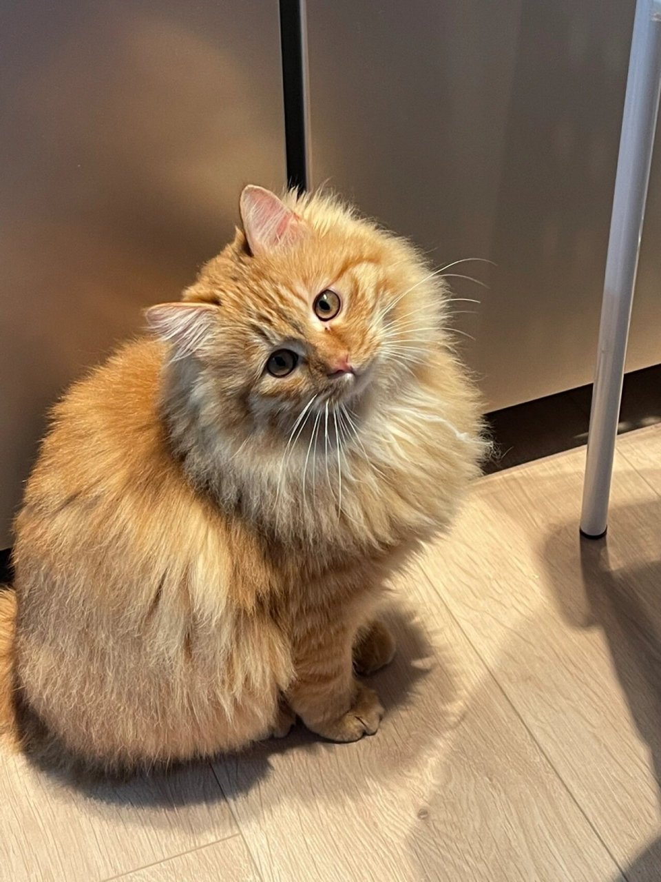 家长返图:纯橘狮子猫弟弟92