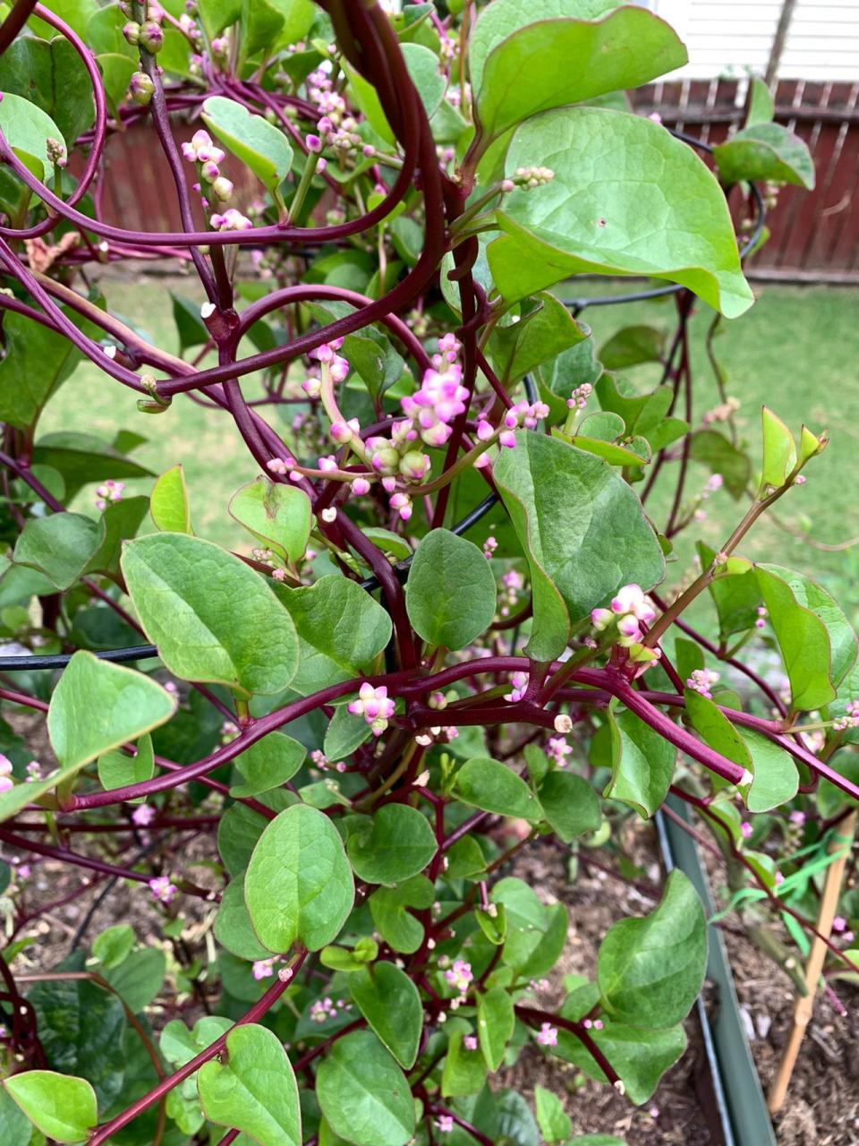 木耳菜确实好种 今年夏天的木耳菜种的还算成功的!