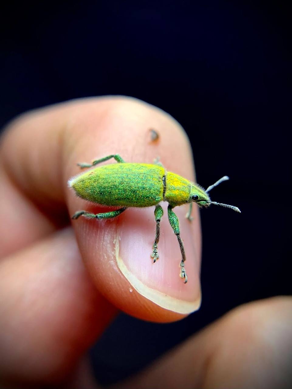 绿色小象98 绿鳞象甲,身上像贴了金粉,闪闪的[害羞]#昆虫# #甲虫