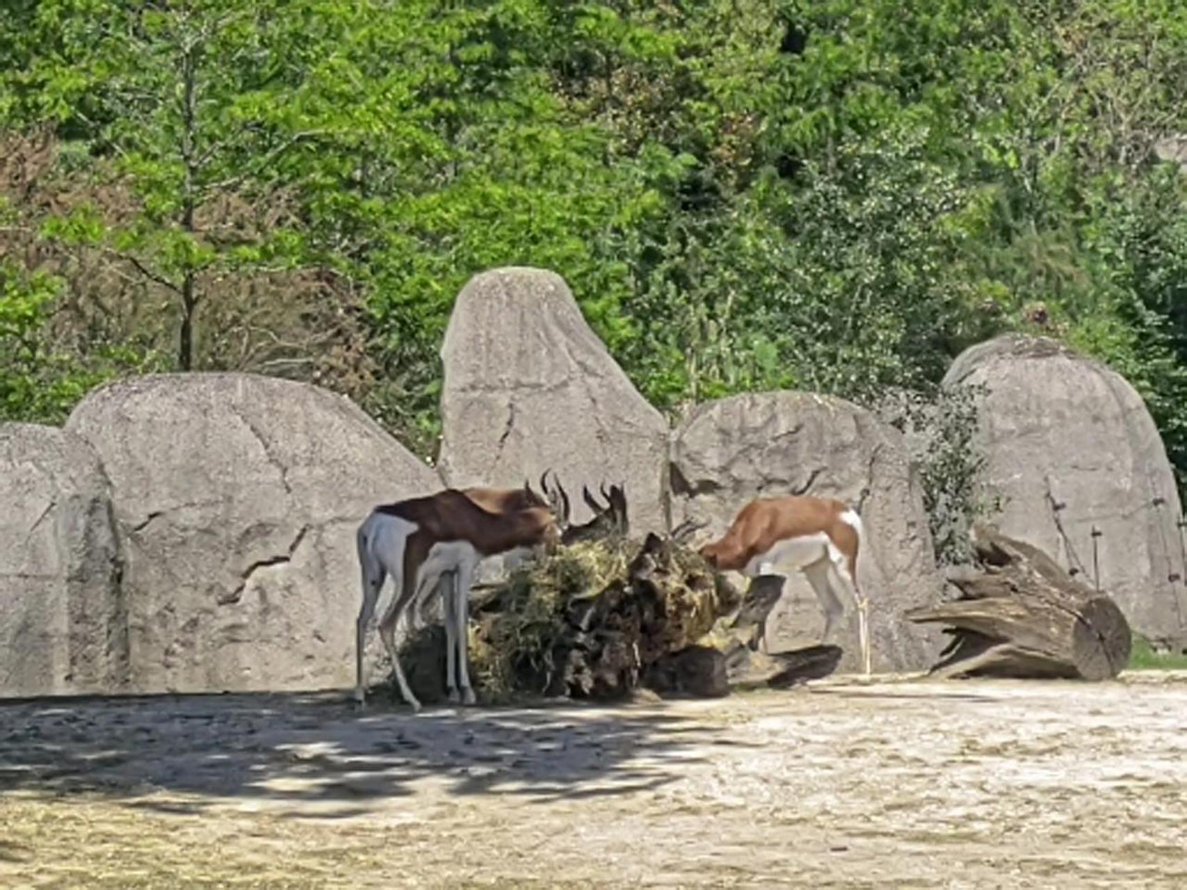 逛逛巴黎的动物园 巴黎动物园位于巴黎市郊,靠近文森森林附近,但是