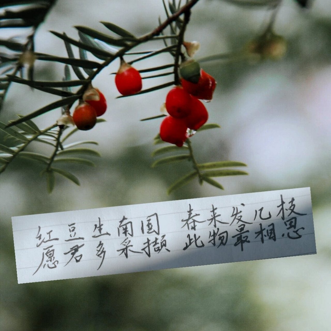 抄写|红豆 红豆   王维 红豆生南国,春来发几枝.