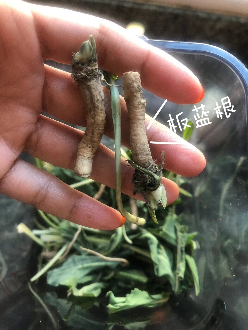 菘蓝真实图片