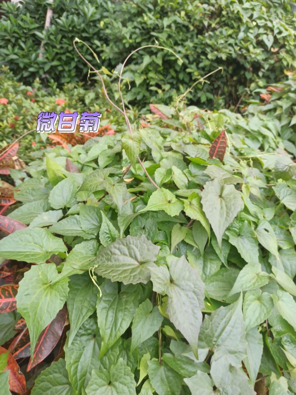 微甘菊 微甘菊,又名"杀手藤,因为其攀援缠绕于其他植物,重压于其冠层