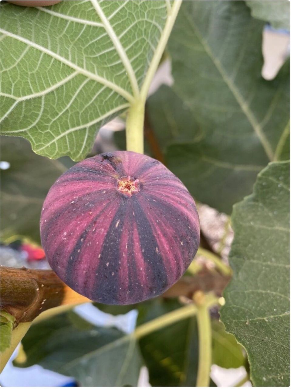 澳洲极其稀有无花果品种bnr&mr,美的不像话 得到枝条后就细心呵护