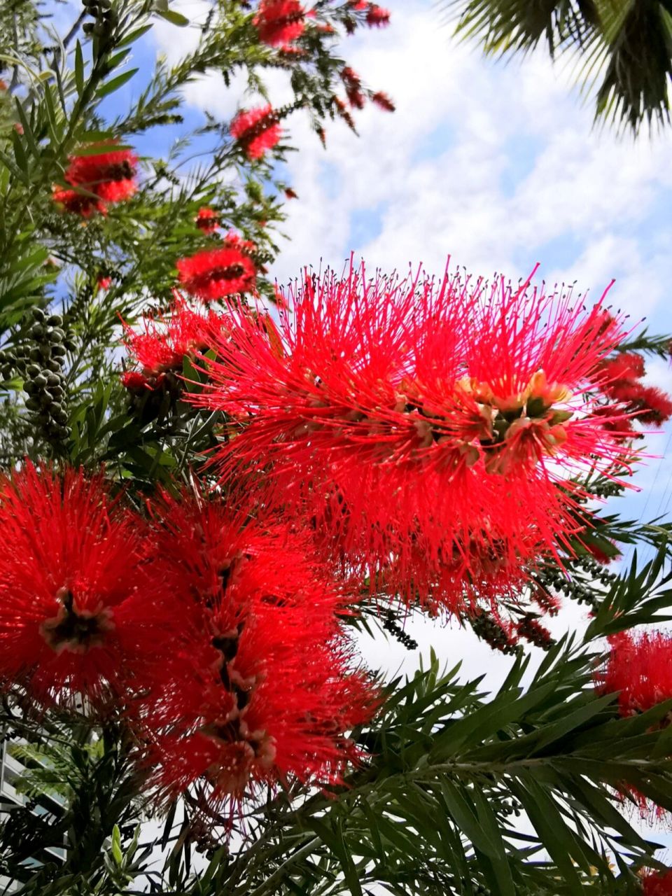 垂枝红千层 垂枝红千层 又名串钱柳,为常绿灌木或小乔木,也是观花树