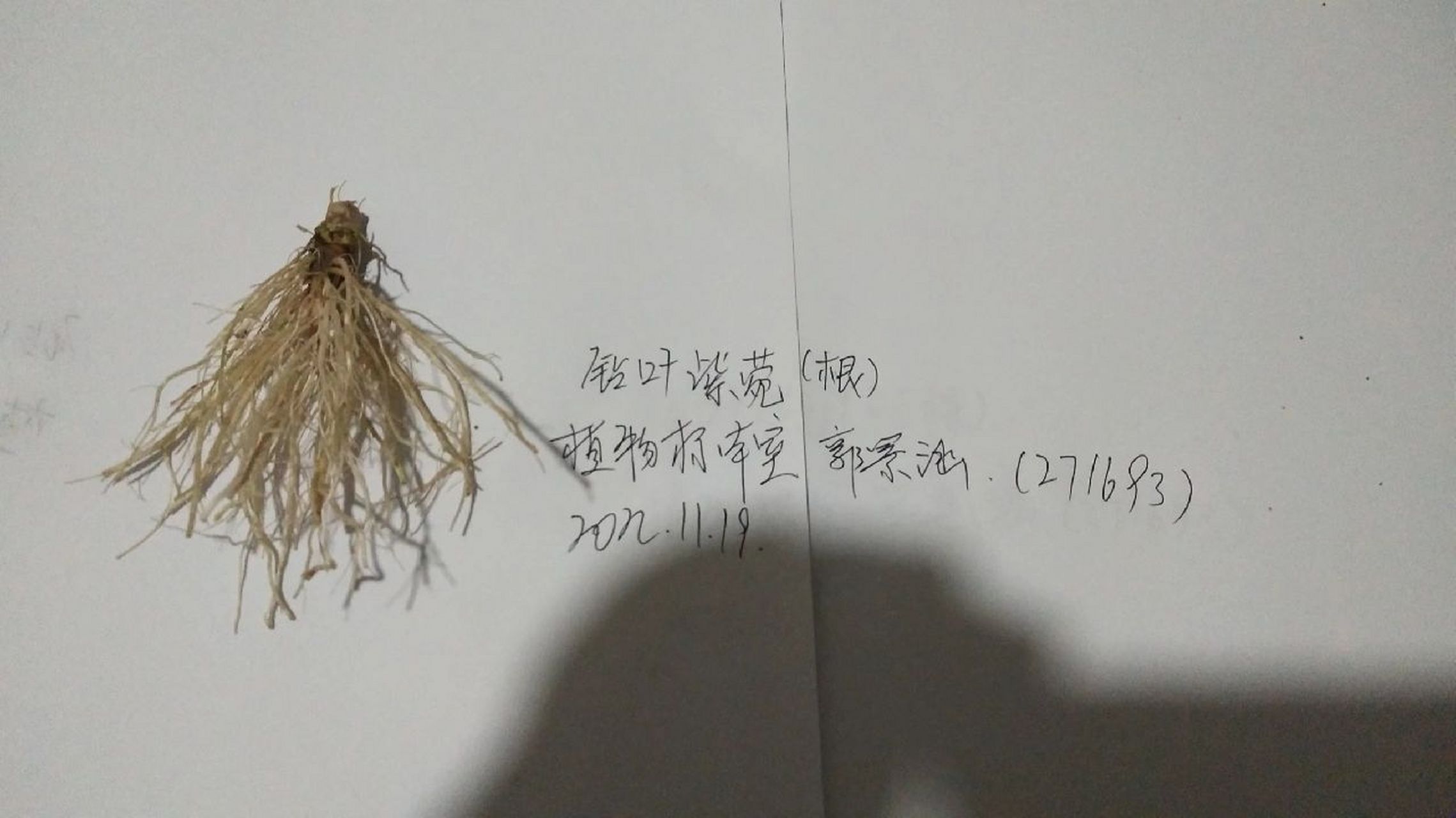 钻叶紫菀的别名图片