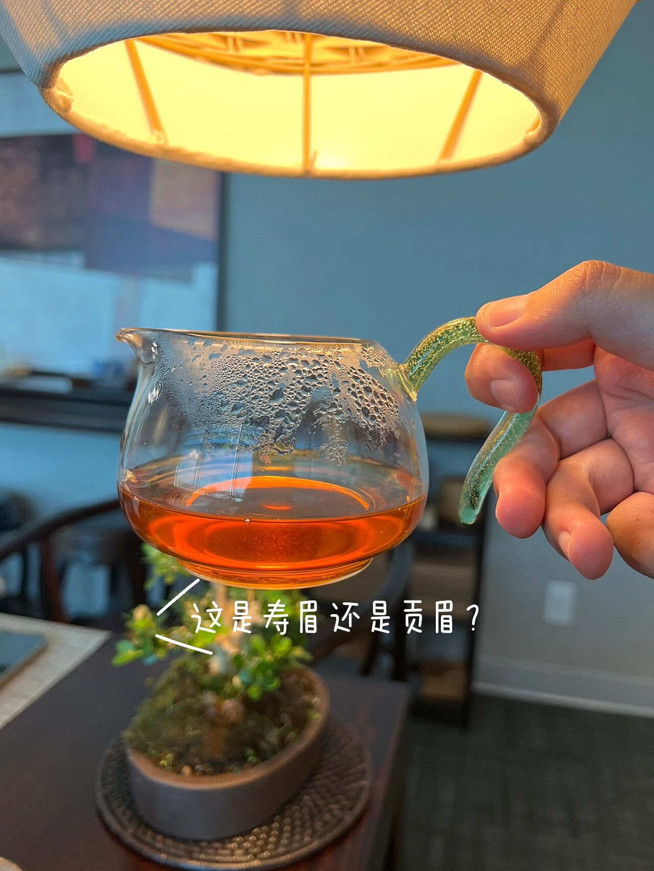 白茶之寿眉和贡眉的区别