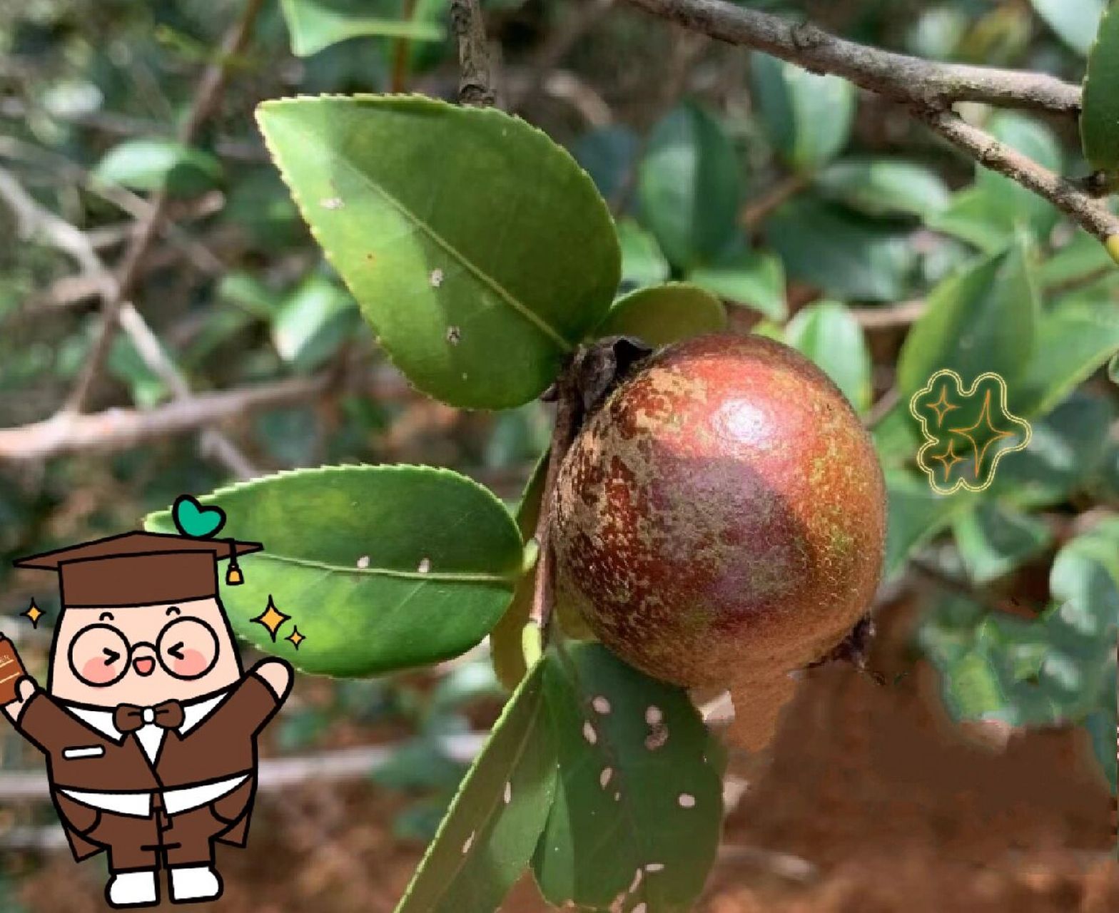 油知多少|啥子是茶油嘞?