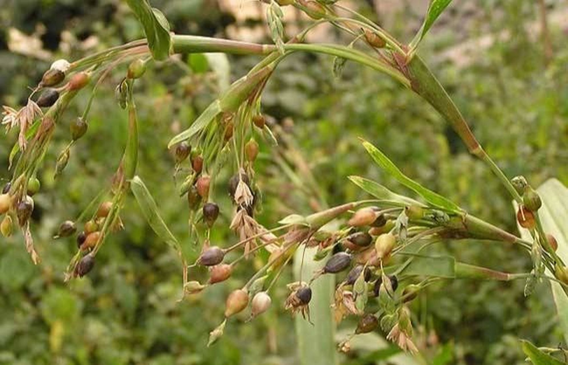 见过这种长着珠子的植物吗?