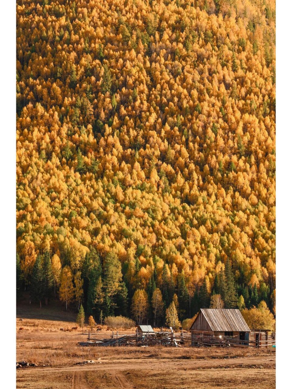 初秋的禾木美丽峰,比宫崎骏的动画还美!