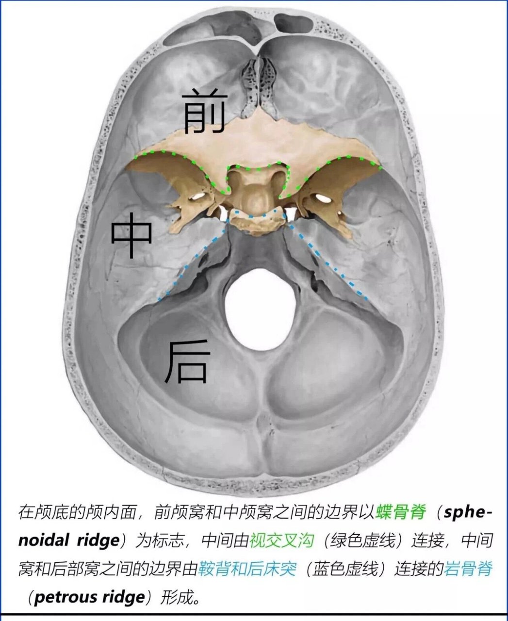 蝶骨翼突钩图片