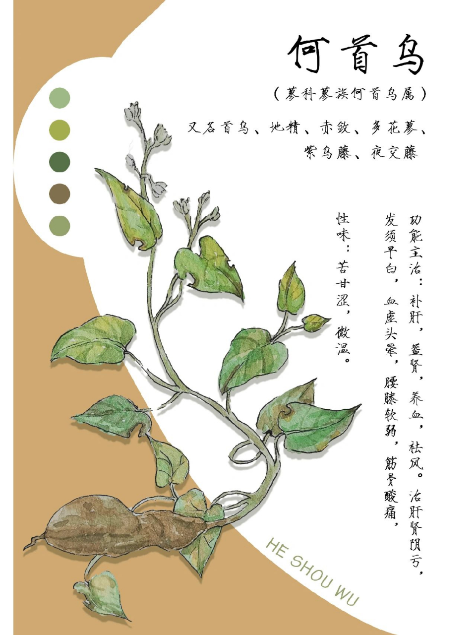中药材—何首乌 又名:首乌,赤首乌,铁秤砣 中药材何首乌是一味补虚药