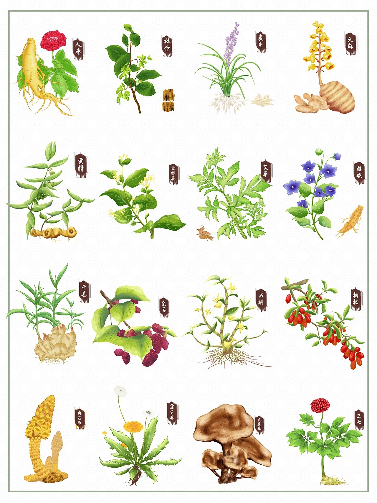 no.179|免扣png|97中草药插画素材合集二