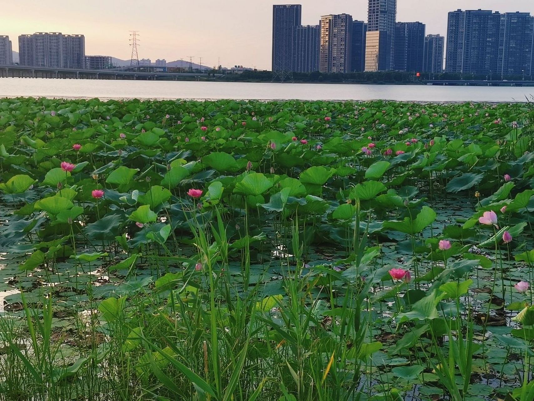 万公堤 万公堤在苏州湾大桥的西岸,南接东太湖生态园,北至江陵路,总长
