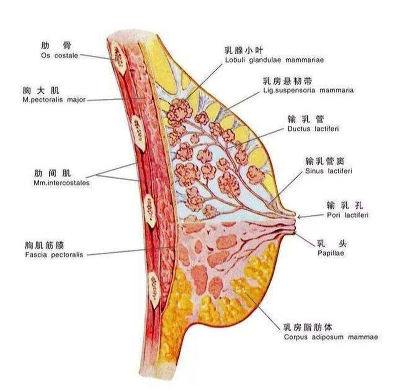 乳房秘密四 乳房的密度不同 正常成年女性乳房根据脂肪和纤维腺体比例