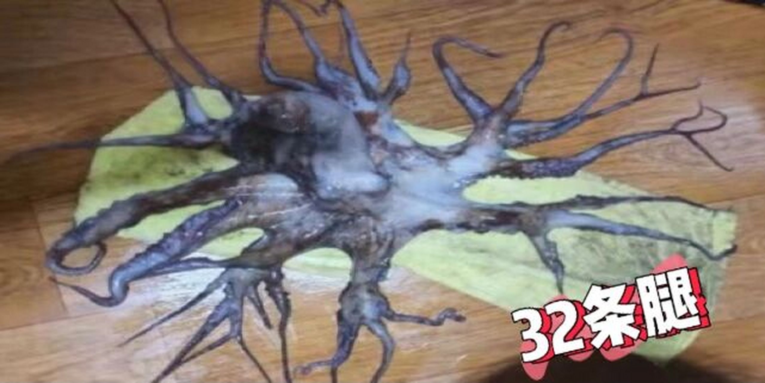 日本核污染/韩国海域出现32条腿的章鱼 我开始担心以后韩国的海产品