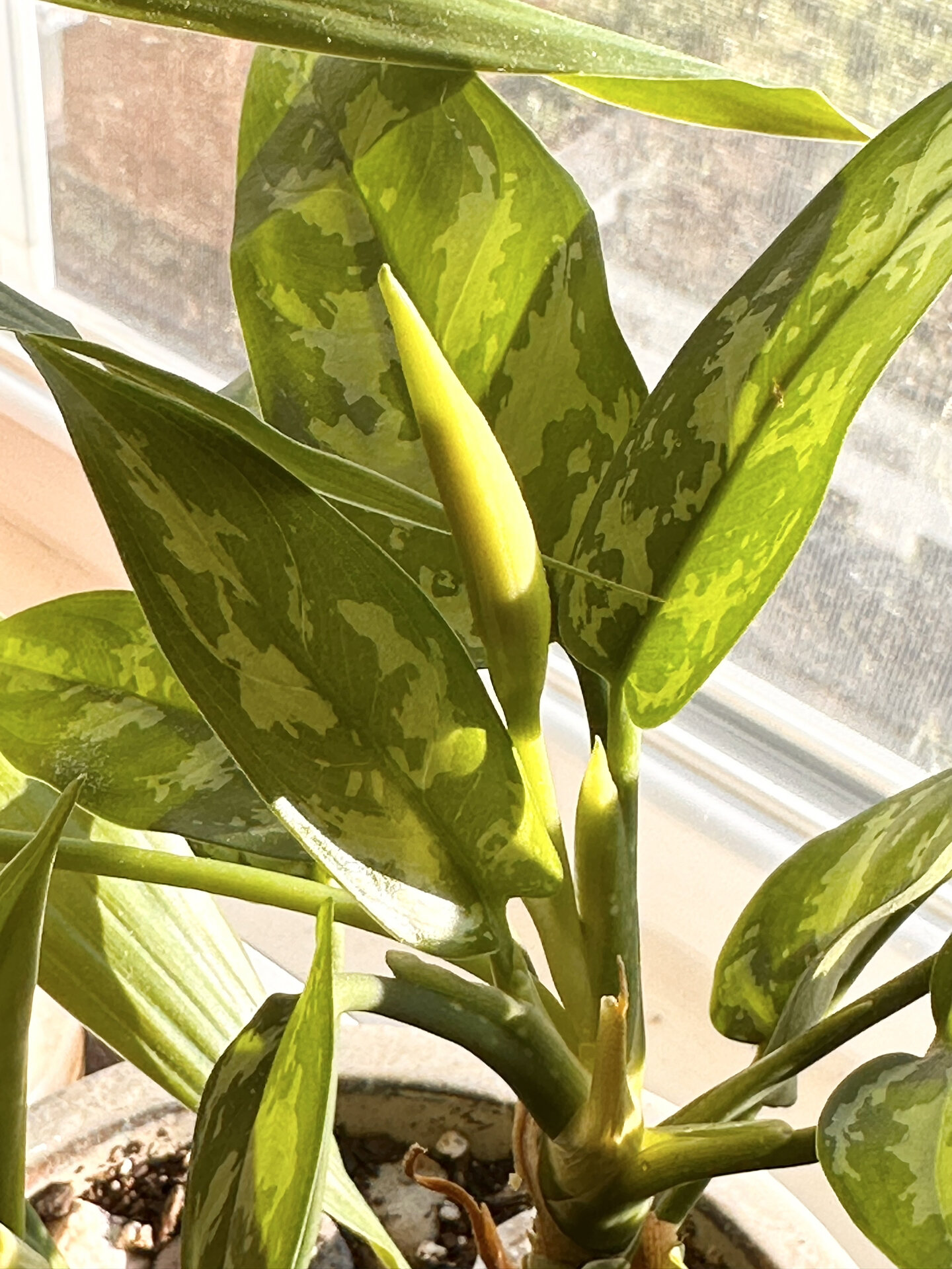 花叶万年青78157815开花啦070707