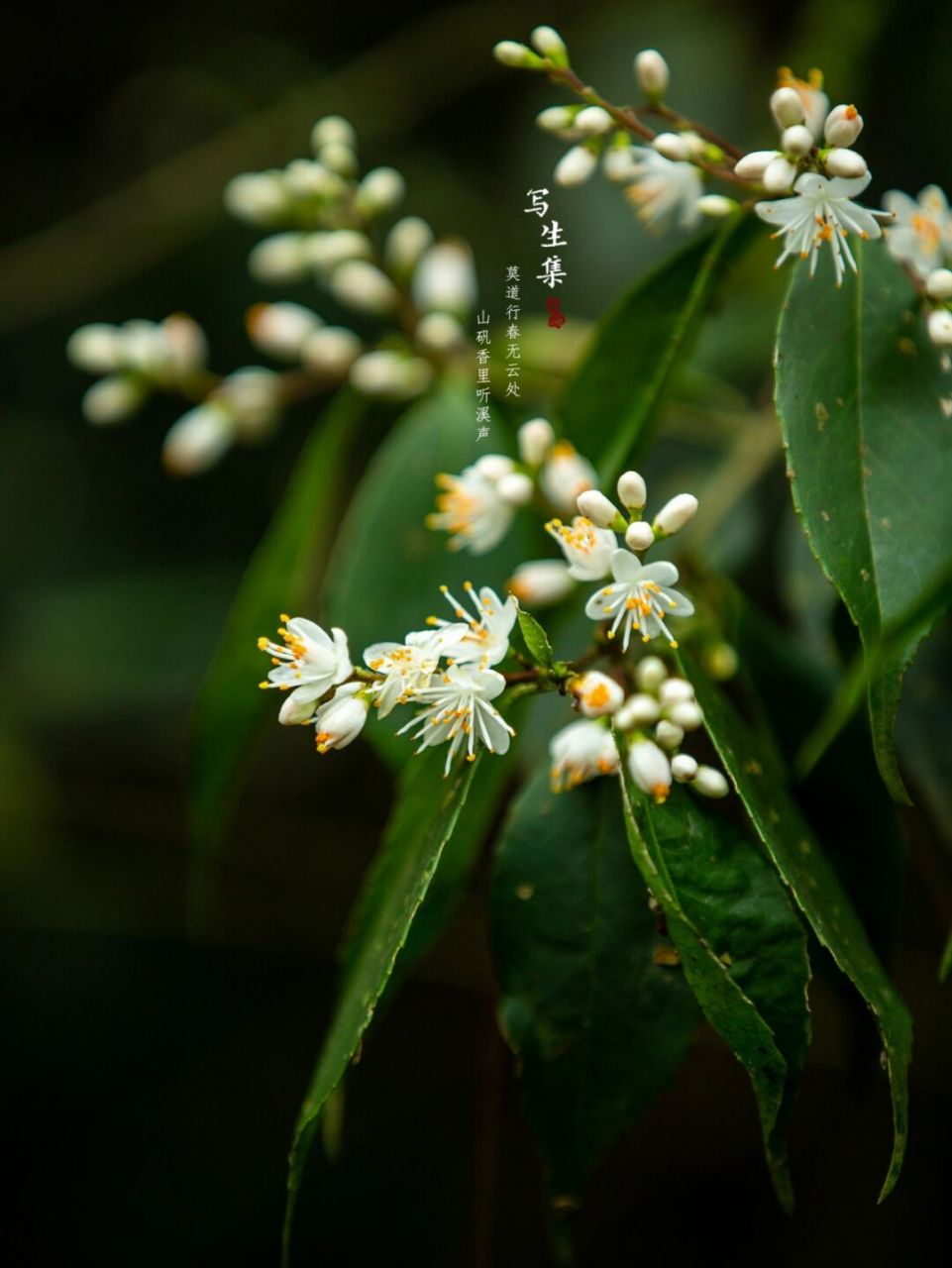 山矾|山桂花|春天 莫道行春无云处, 山矾香里听溪声.