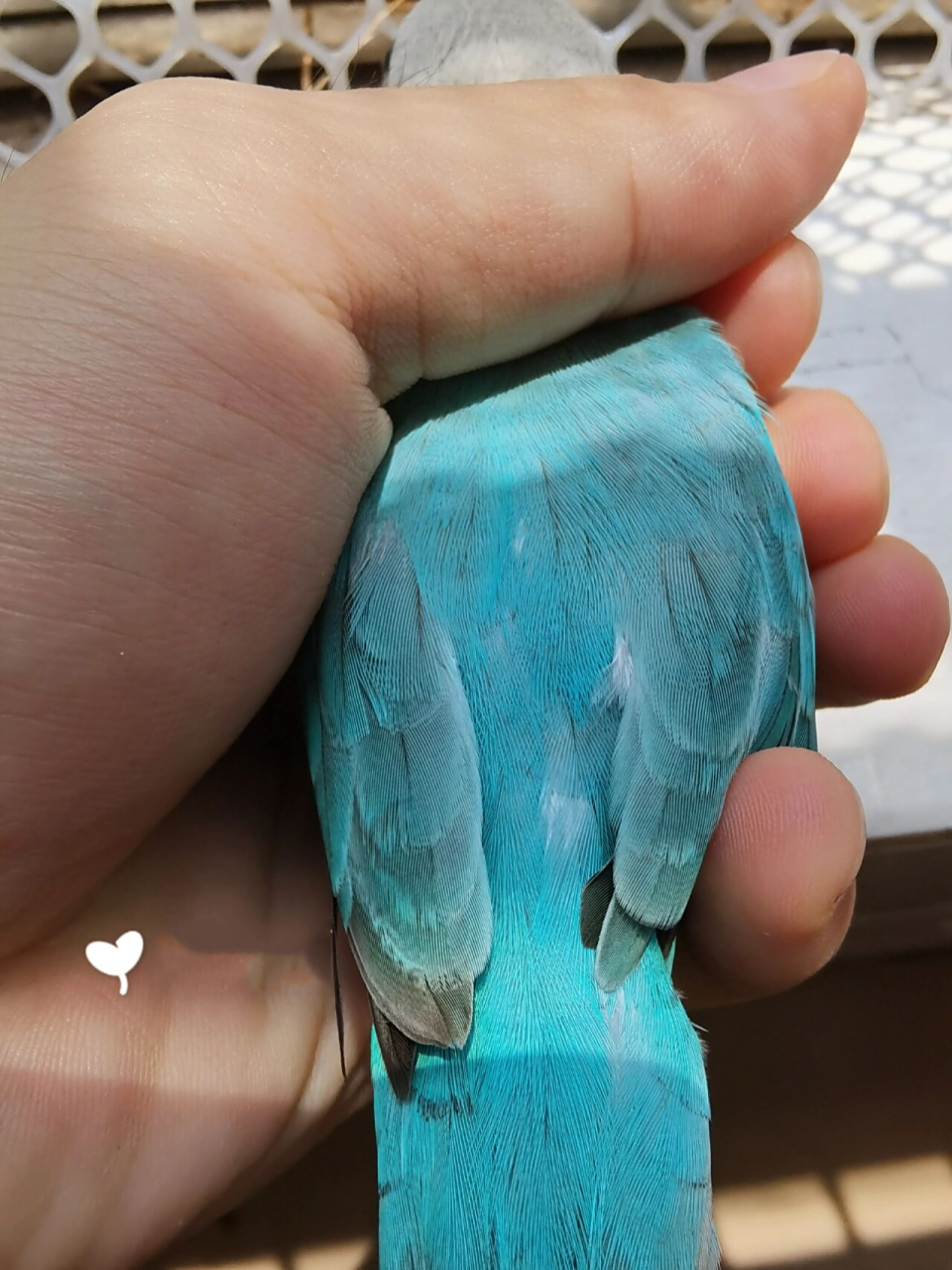 成年松石蓝闪的美 一起来欣赏饺子的盛世美颜美颜[舔屏]