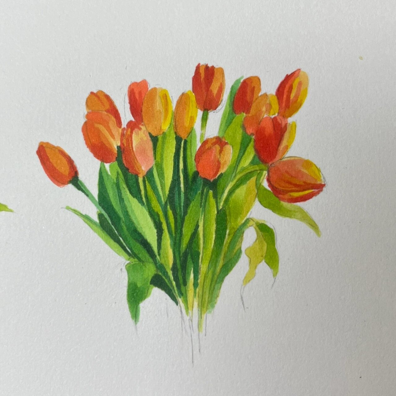马克笔花系列|郁金香教程 今天认真画了一束郁金香 从我打了铅笔稿