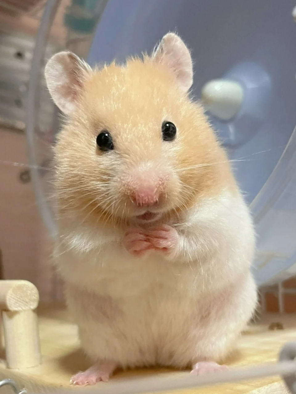 小仓鼠图片 94小仓鼠,是仓鼠亚科中的一类,体型较小,体长范围从50