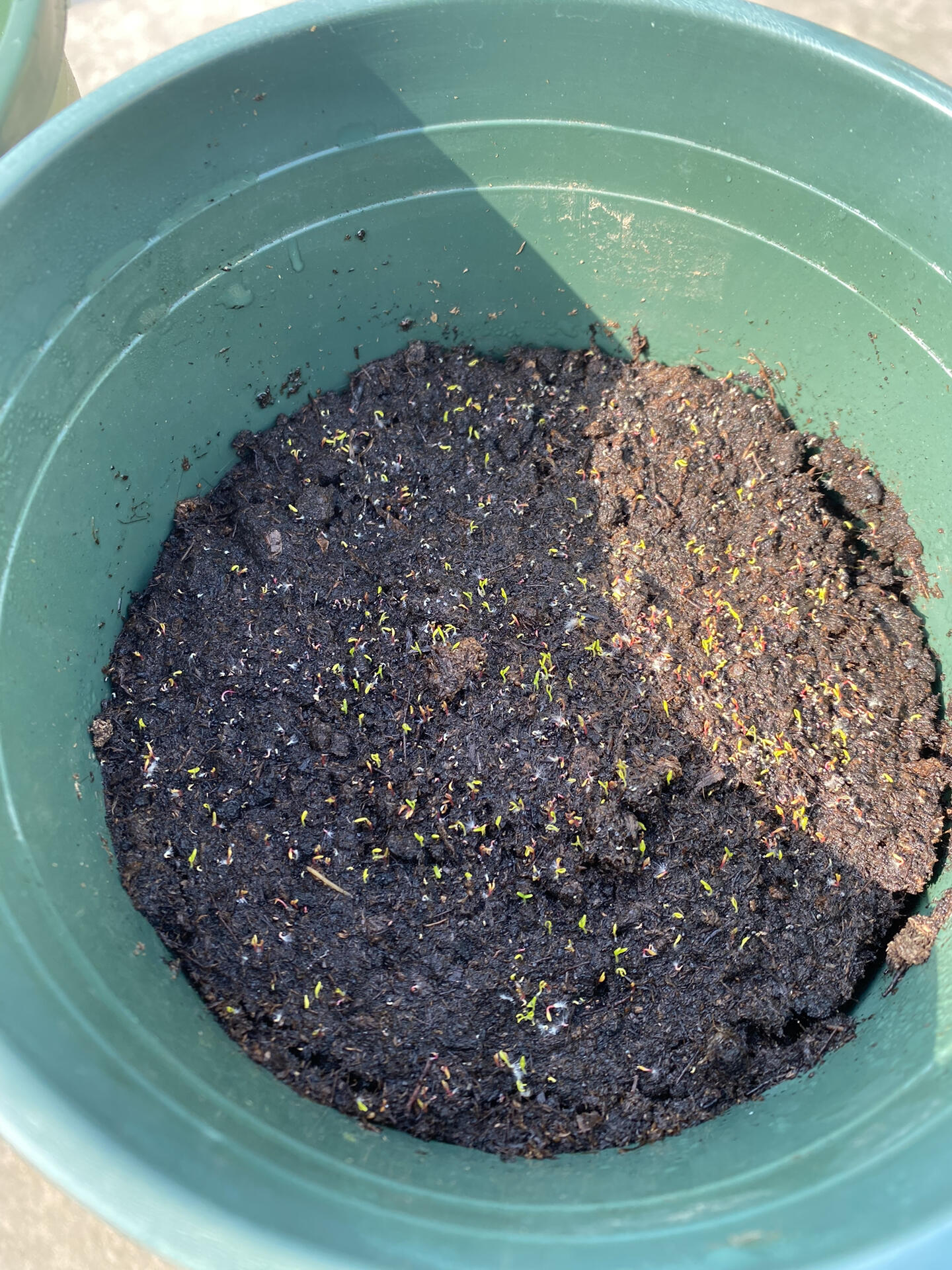 籽播重瓣太阳花播种,1号播种,5号发芽,温度高发芽快发芽率高,现在可以