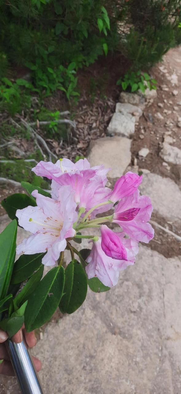 海拔1500米的高山,云锦杜鹃,正直盛花期,美不胜收