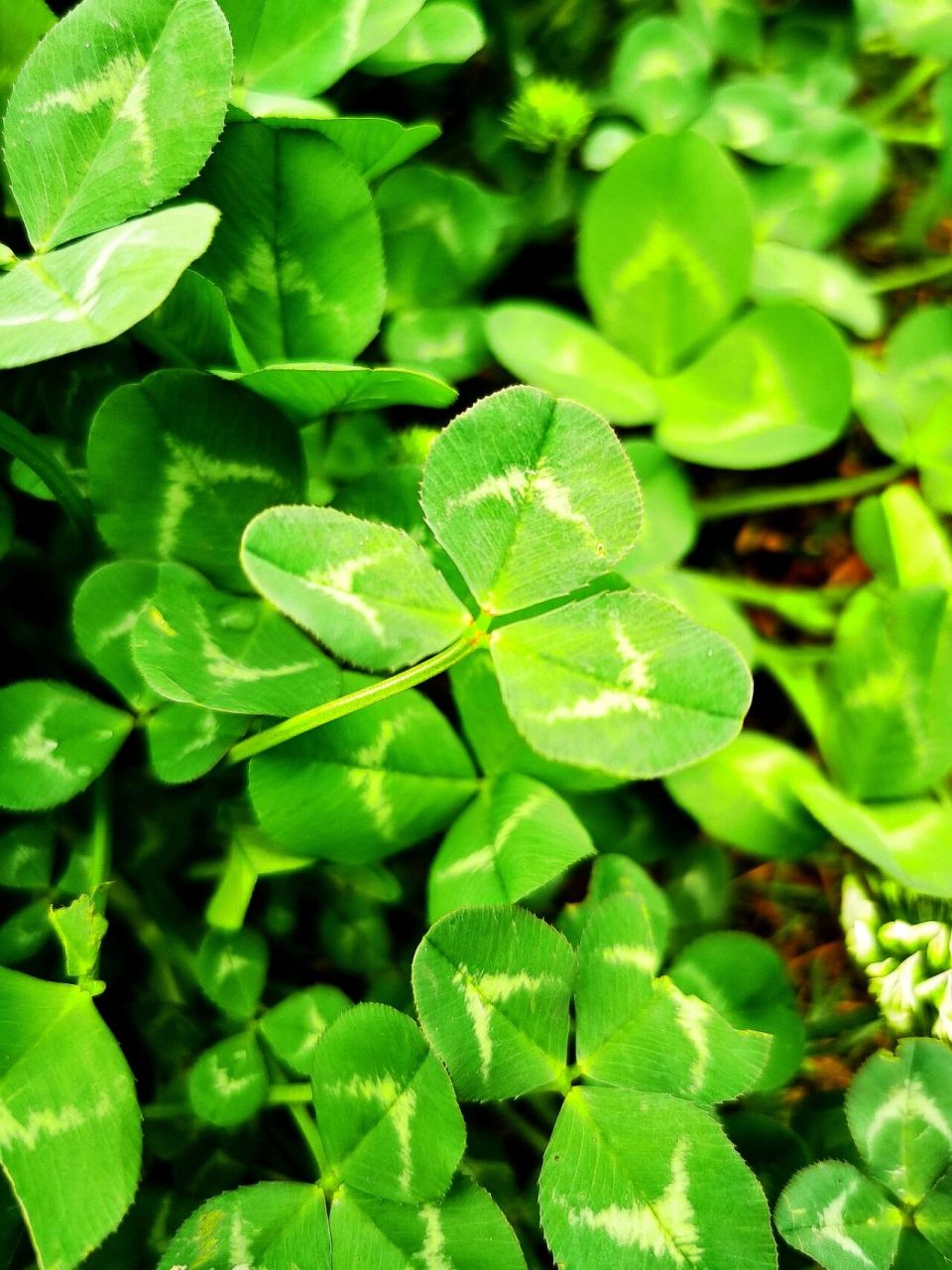 幸运草又名三叶 幸运草象征着健康,它那翠绿的叶片,蕴含着大自然勃勃