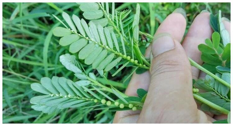 珍珠草,国家特级保护植物 珍珠草它的学名叫做: 叶下珠,别名珠仔草,假