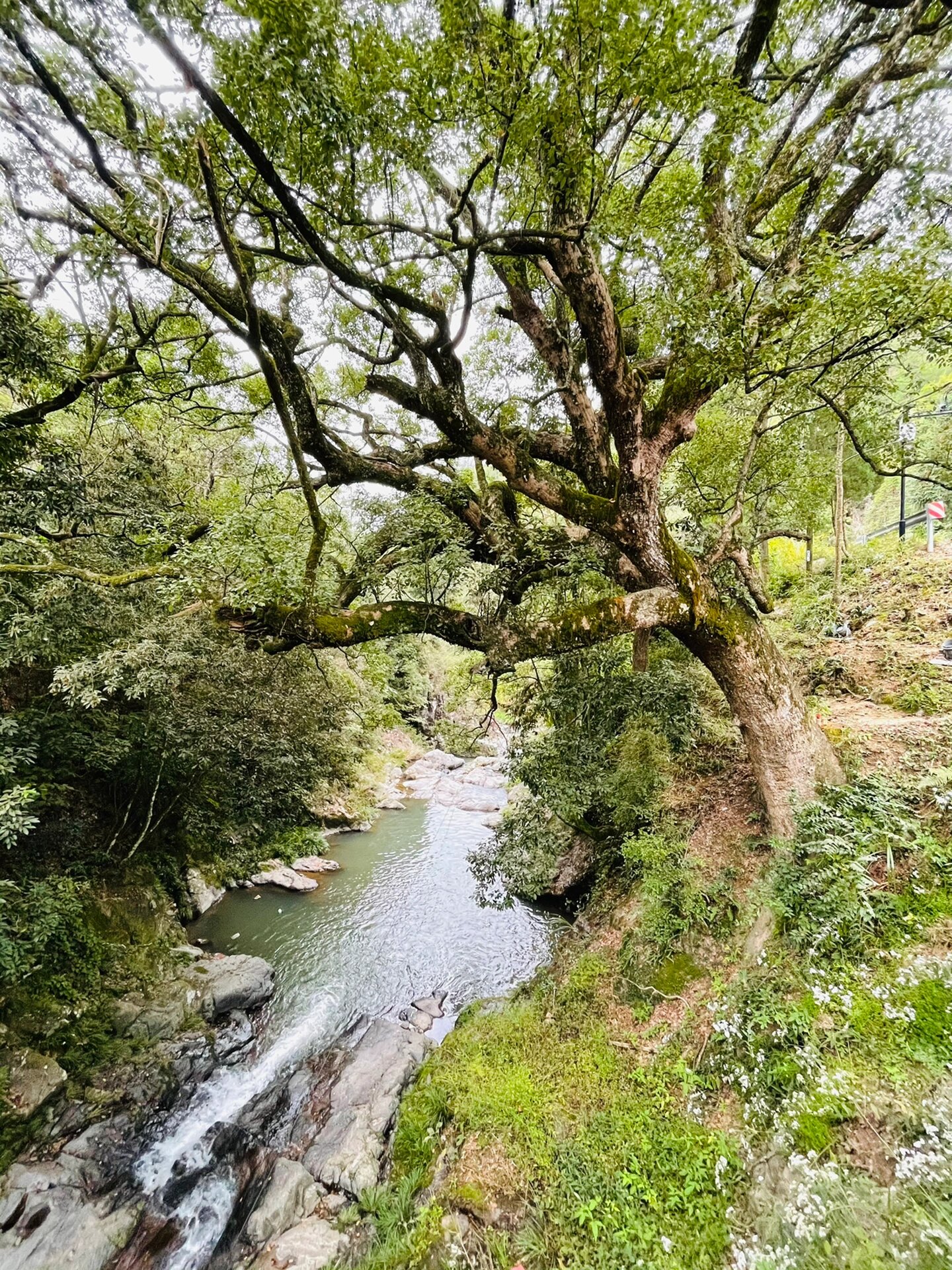 在泰顺寻找廊桥(1) 温州泰顺县在浙江南部,历史上许多名人贤士为避祸