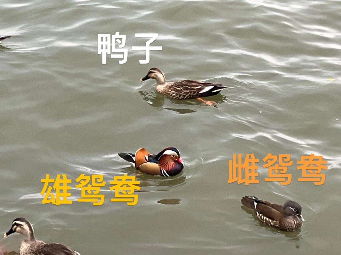 搞点本专业:一图说清雄雌鸳鸯与鸭子
