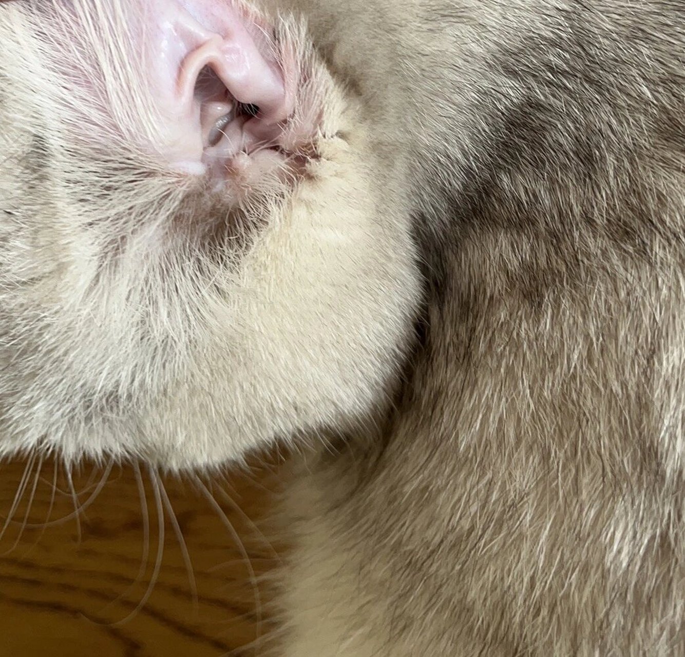 猫咪鼻子变白了 是不是贫血呀 补血肝精喂了还是发白