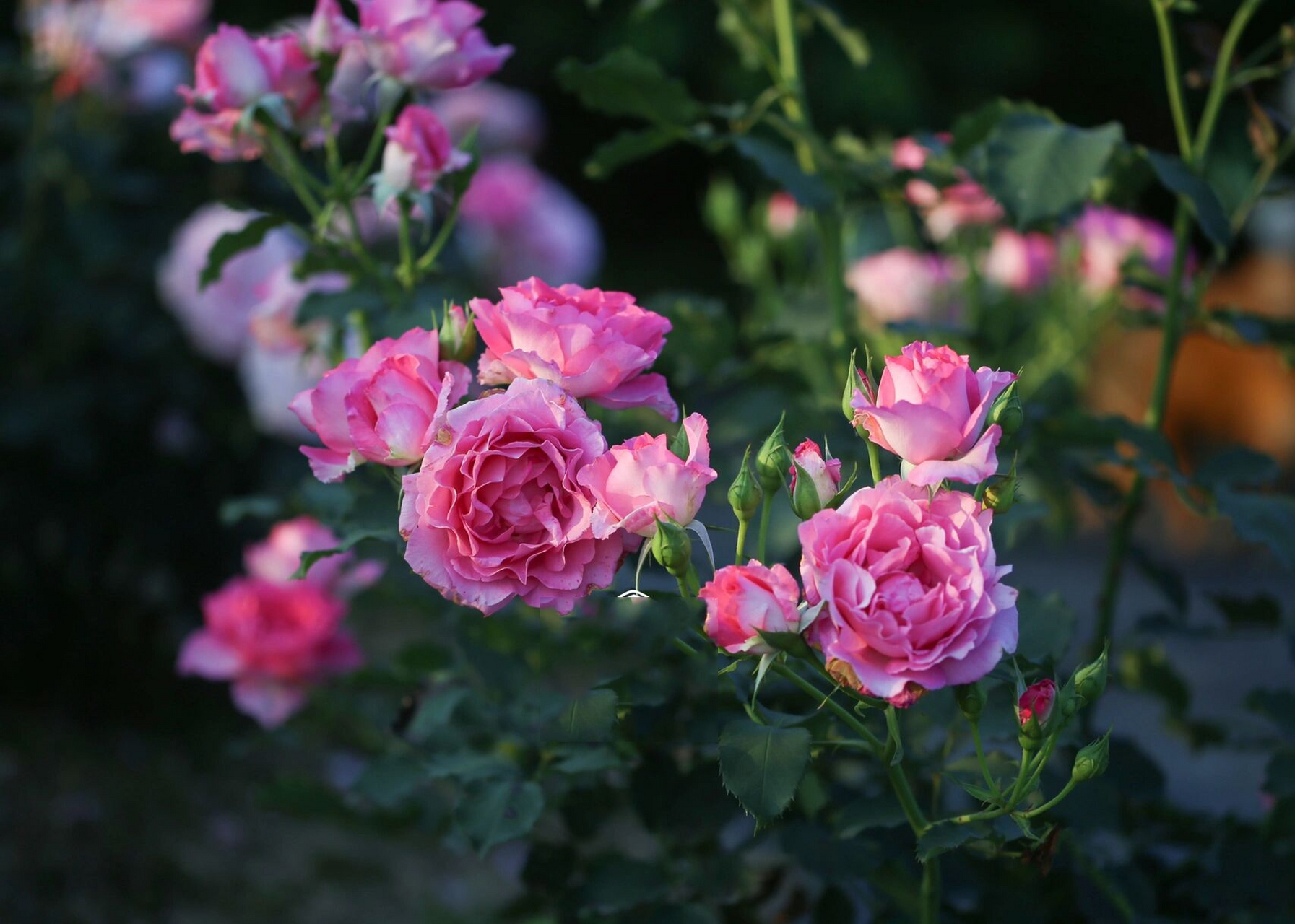 河本月季76615:粉红公主 粉红公主  ピンクオププリンセス  pink