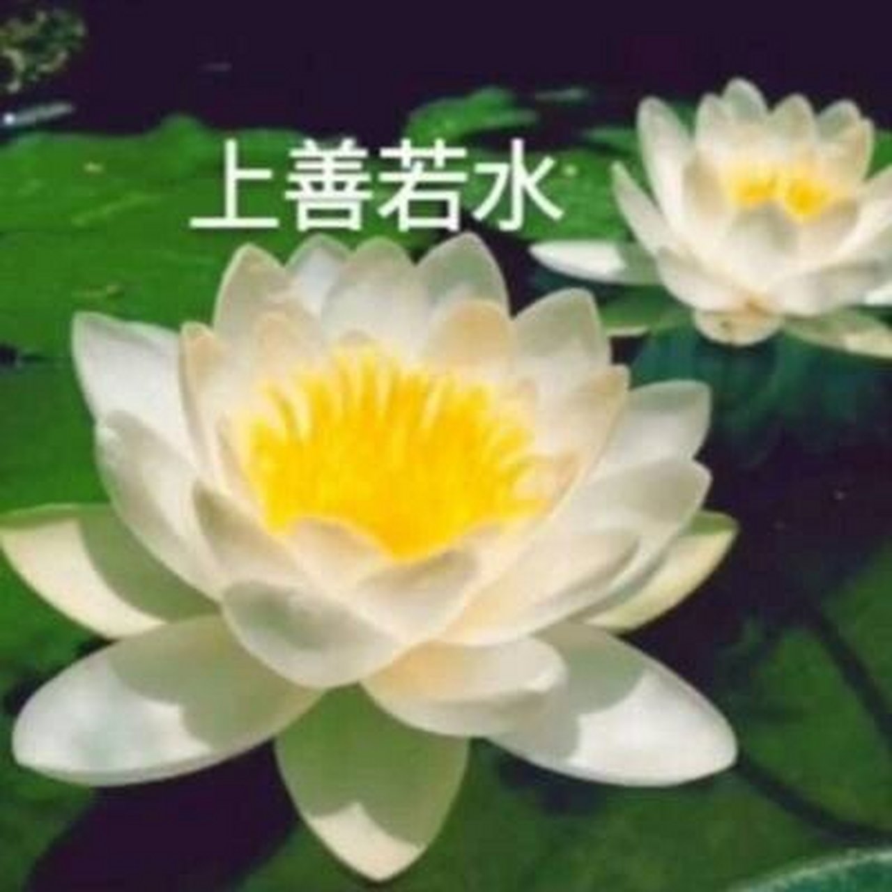 图①至图⑨荷花图,前一段时间挺火的荷花头像,有你心仪的嘛?