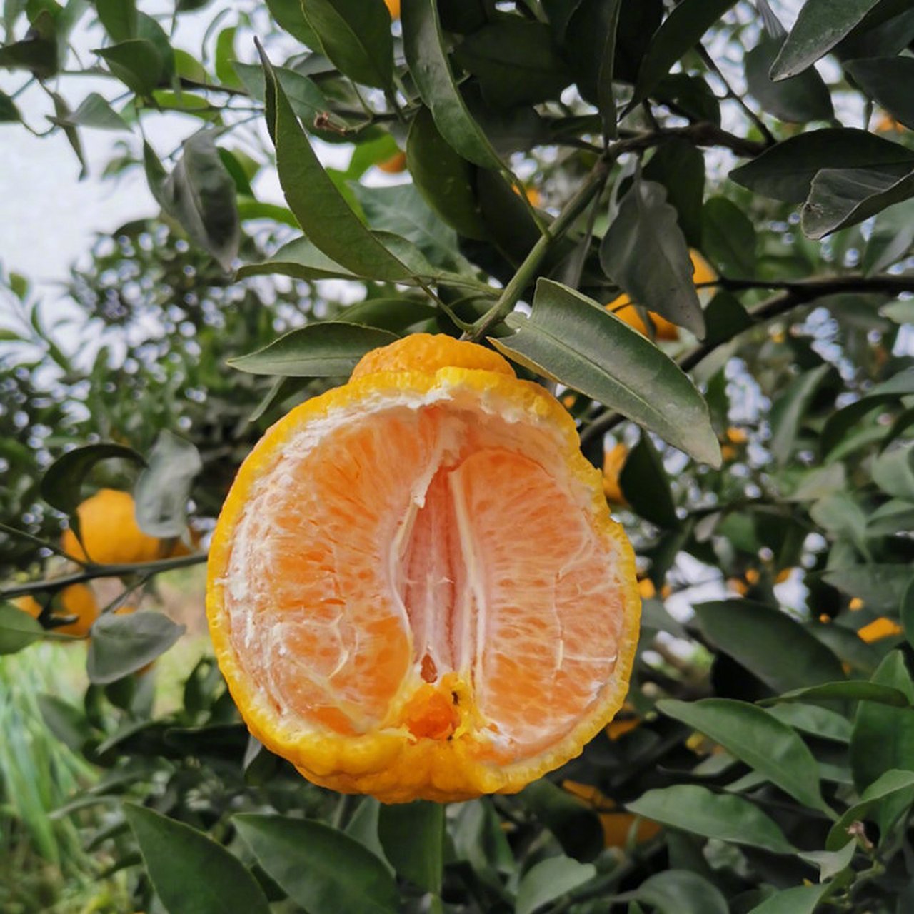 四川柠檬不知火 丑橘双拼,果肉脆爽,相比传统不知火,柠檬不知火口感更