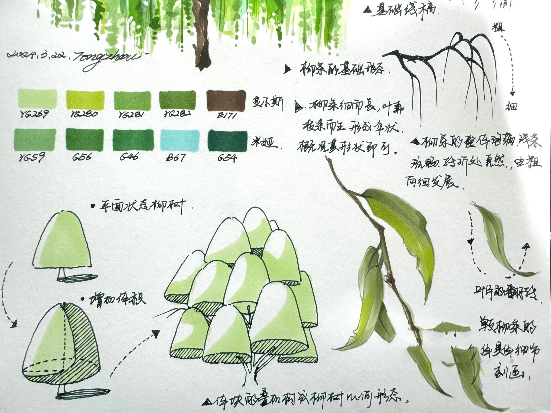 马克笔柳树 景观里很少用的乔木 学起来吧