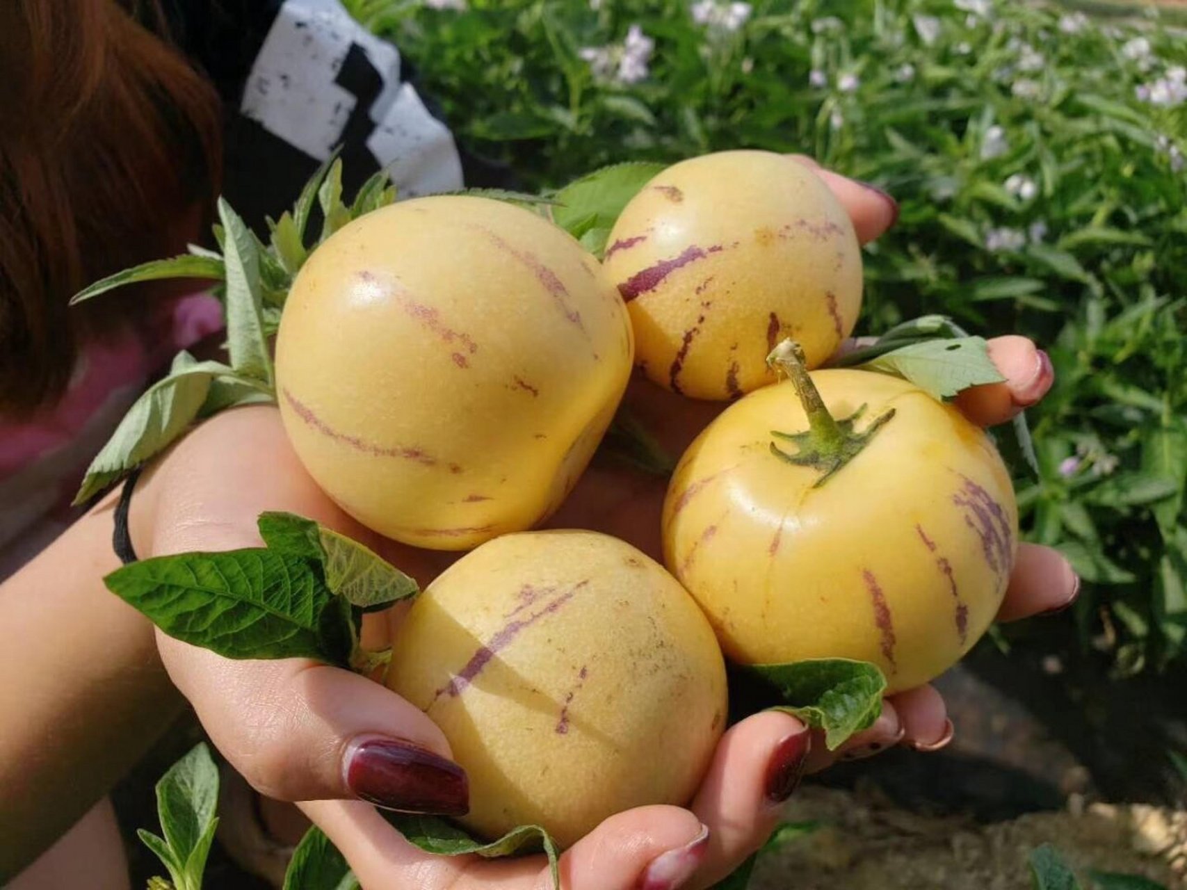 高蛋白,低脂,低糖,这是什么神仙水果!