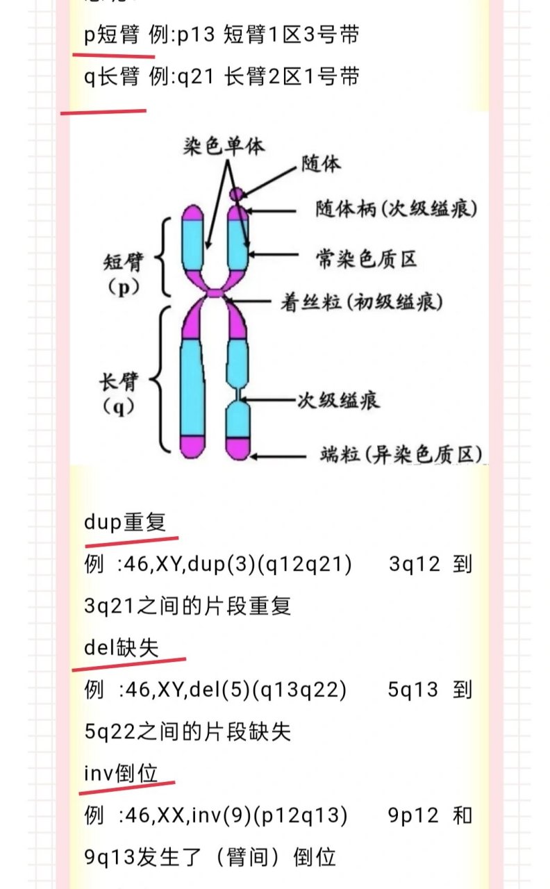 染色体成分图片