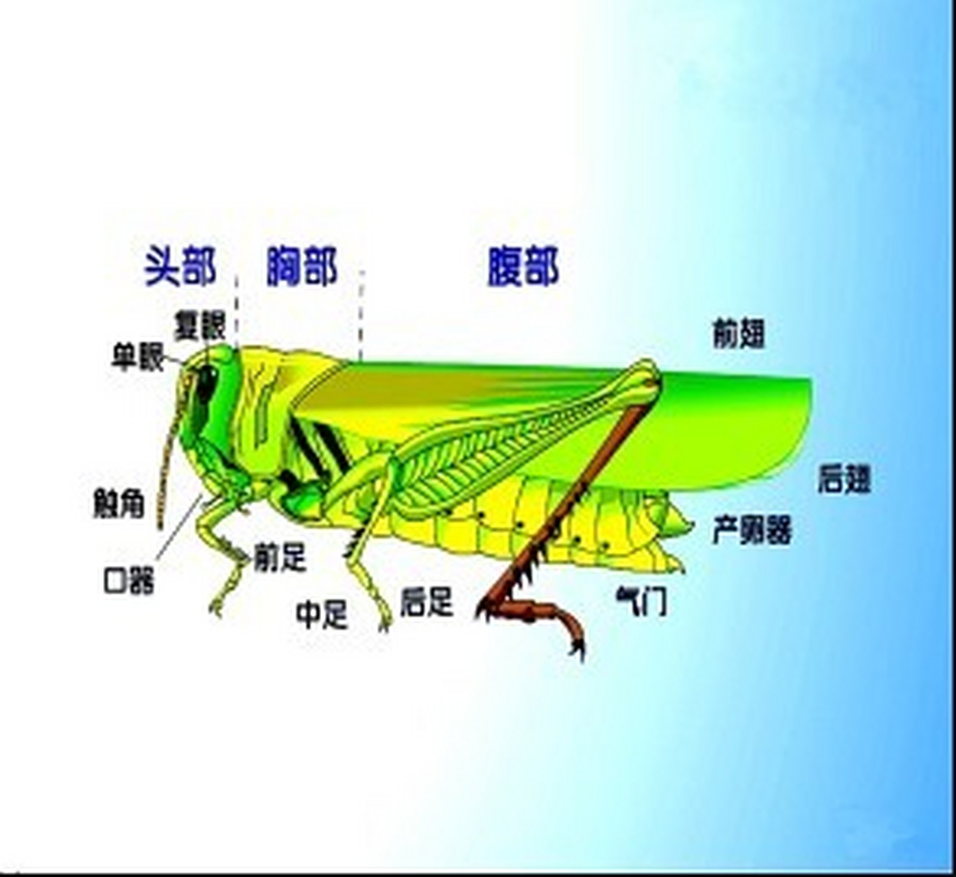 东亚飞蝗体躯基本构造图片