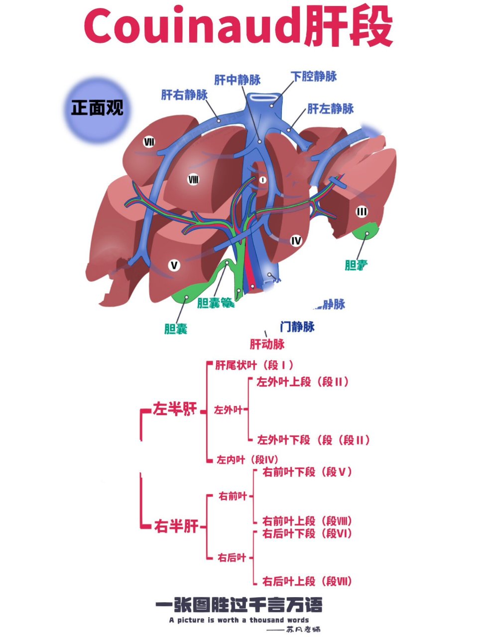 肝脏的五叶八段中文图图片