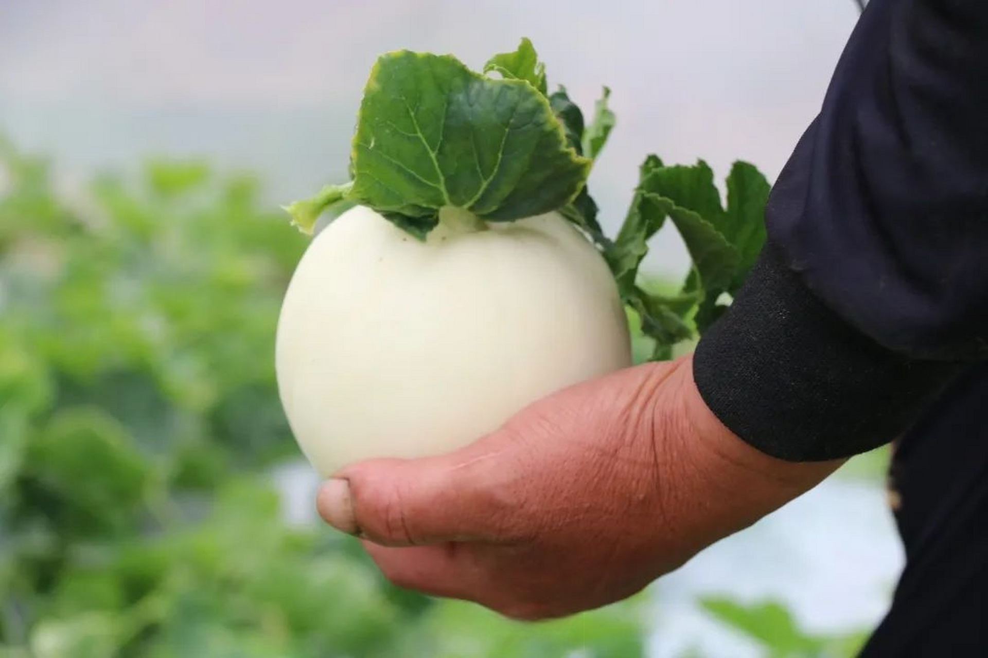 【立夏到,甜瓜安排上】#温州时令美食# "白啄瓜"是温州地方特色薄皮