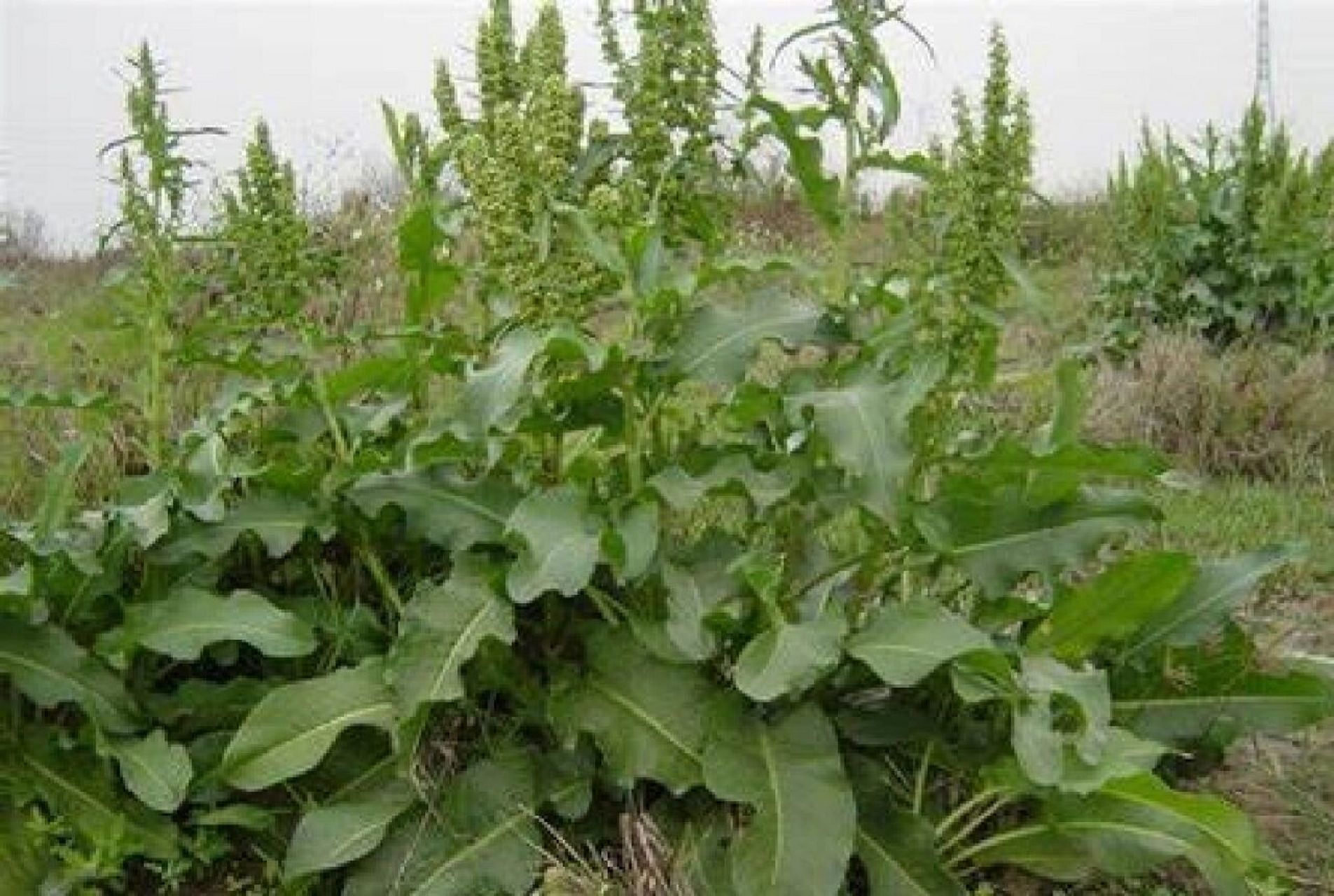 记录认识的中药材 55 | 羊蹄 99药材名: 羊蹄(蓼科) 99别名: 土