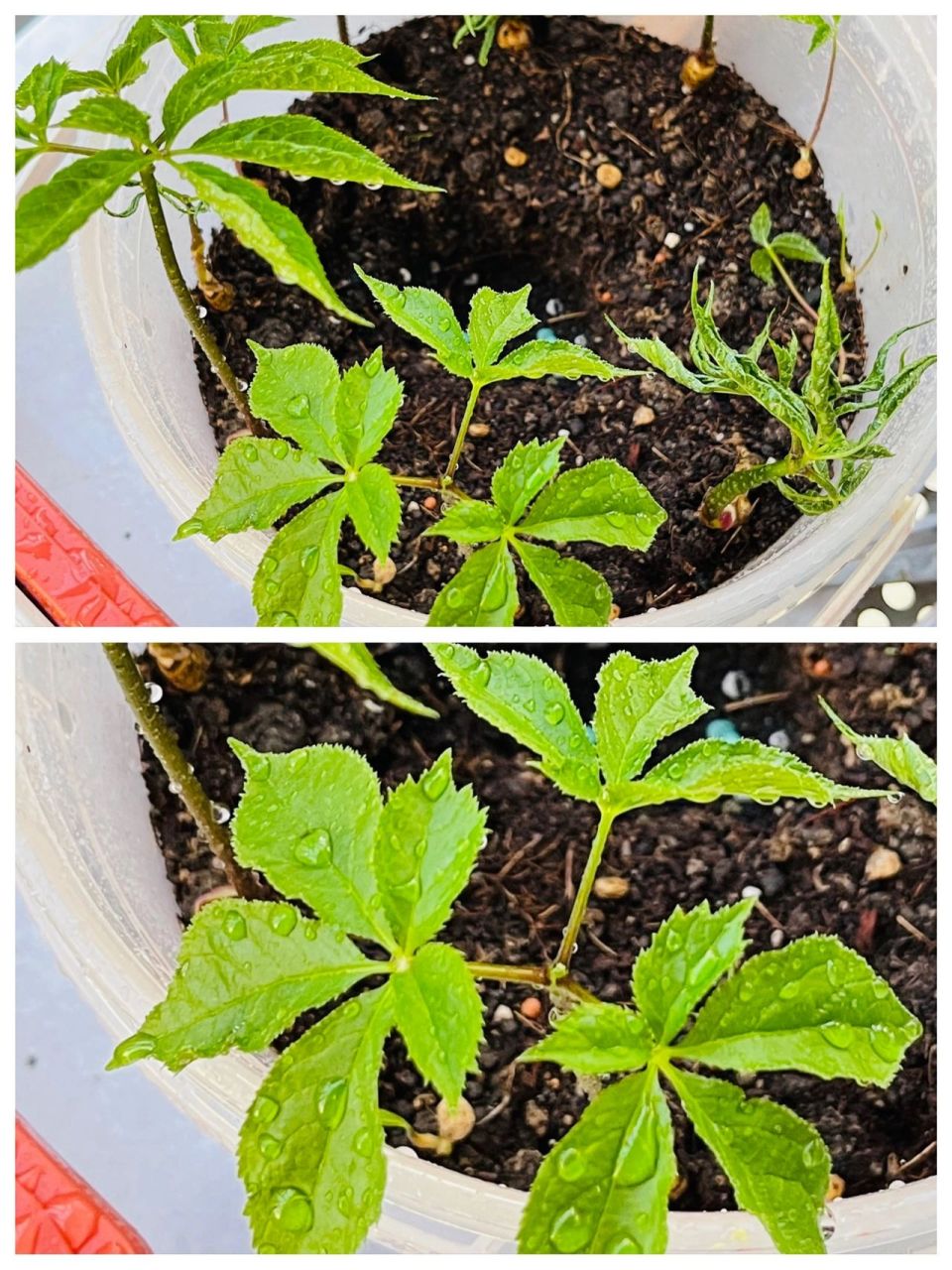 人参苗发芽记录 春暖花开~ 又到了一年一度播撒的季节~ 整理一下阳台