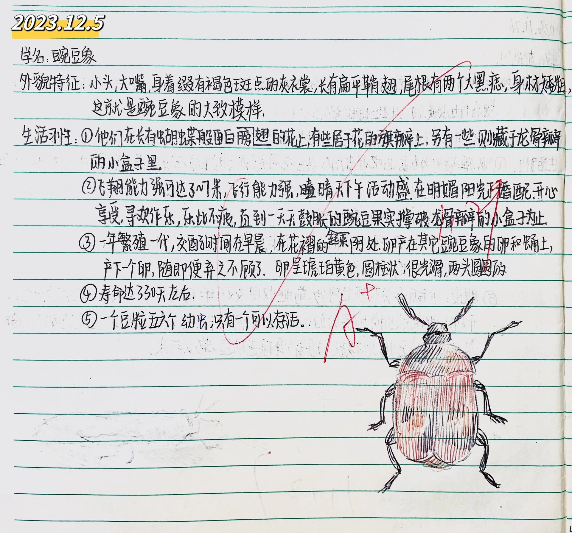 豌豆象是如何卖力的干活的呢? 豌豆象的卵又是怎样的?