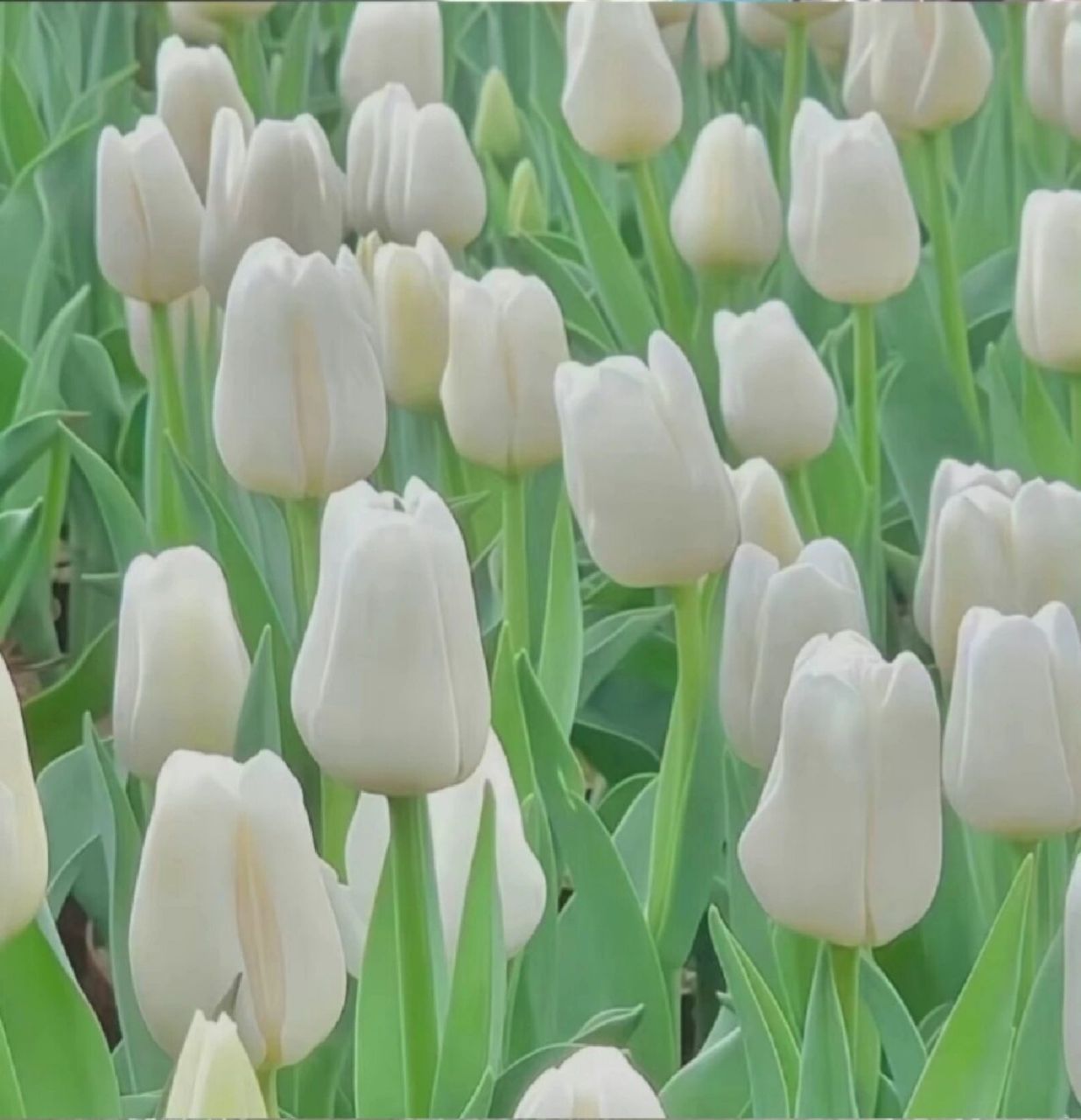 干净养眼绿/背景图 期待夏天橘子汽水一样的心动 空调 西瓜 wifi和你