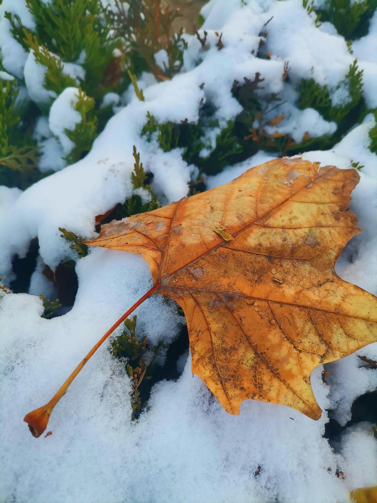 mr西米米立的动态